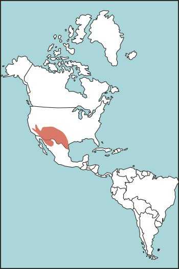 Figure E-15. Mojave Rattlesnake Habitat