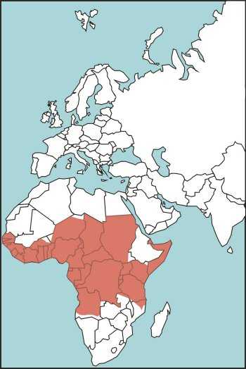 Figure E-23. Bush Viper Habitat
