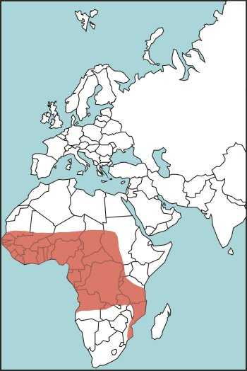 Figure E-26. Gaboon Viper Habitat