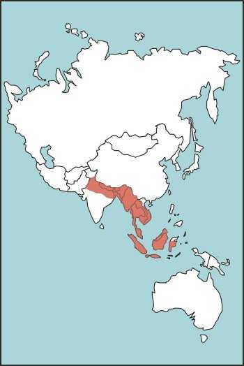 Figure E-28. Green Tree Pit Viper Habitat