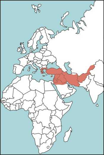 Figure E-33. Levant Viper Habitat