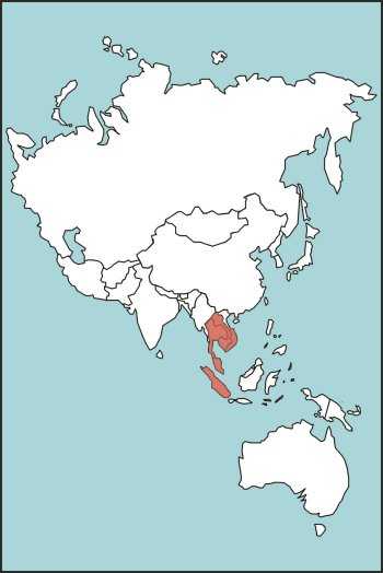 Figure E-34. Malayan Pit Viper Habitat