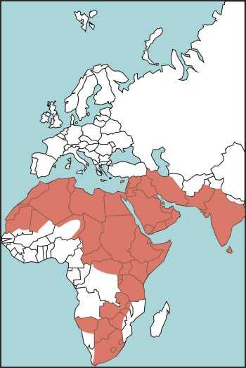Figure E-42. Saw-Scaled Viper Habitat