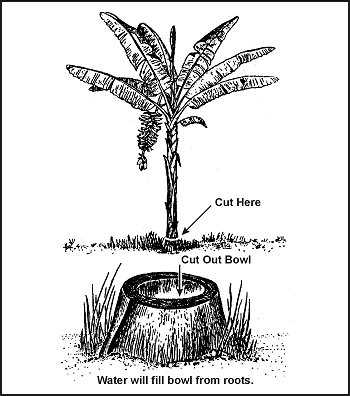 Figure 6-4. Water From Plantain or Banana Tree Stump