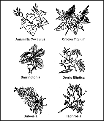 Figure 8-24. Fish-Poisoning Plants