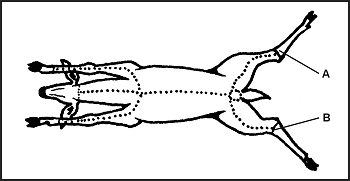 Figure 8-26. Skinning and Butchering Large Game
