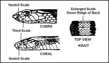 Figure E-6. Positive Identification of Cobras, Kraits,and Coral Snakes