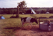 Worthy Farm, a dairy farm for most of the year, is shown here in 1983 as the first festival-goers' tents are pitched. When the music started the tents stretched half-way to the pyramid stage.