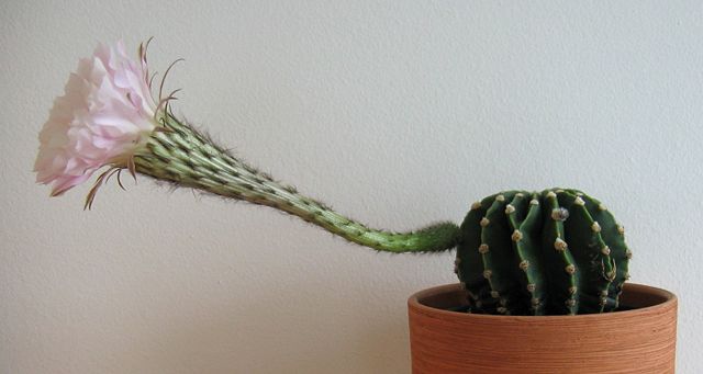 Image:Echinopsis - Bl&uuml;te von der Seite.jpg