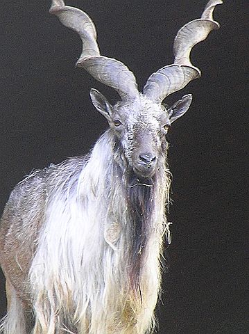 Image:Schraubenziege - Markhor.jpg
