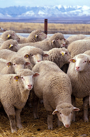 Image:Flock of sheep.jpg
