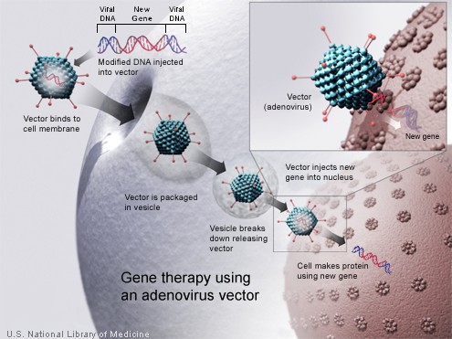 Image:Gene therapy.jpg