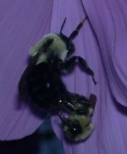 Drone fertilizes bumblebee, early September, southern Ontario, Canada