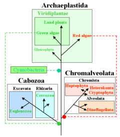 The lineage of algae according to Thomas Cavallier-Smith. The three supergroups Archaeplastida, Chromalveolata and Cabozoa of eukaryotic algae are denoted to reflect the table below. Endosymbiotic events are noted by dotted lines.