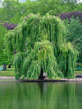 Salix &times; sepulcralis - weeping willow