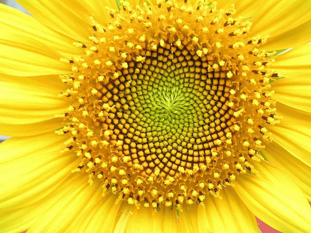 Image:Helianthus whorl.jpg