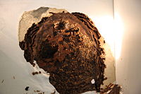 Coptotermes acinaciformis Bivouac