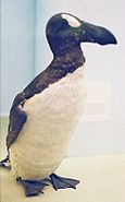 July 3: Great Auk.