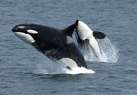Image:Killerwhales jumping.jpg