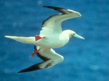 Image:Redfootbooby06.jpg