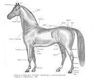 Parts of a horse