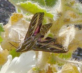 Image:Sphinx moth on rock nettle at Mosaic Canyon.jpg