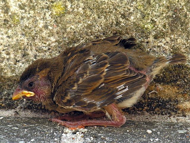 Image:Gorri&oacute;n.passer.domesticus.chick.jpg