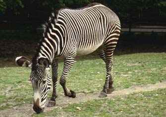 Image:Grevys zebra.jpg