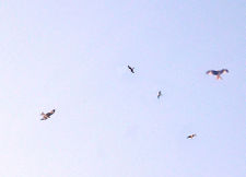 Red Kites gathering for the winter season