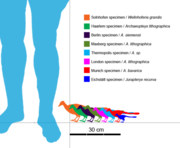 Eight specimens compared to a human foot in scale