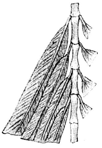 Image:Arch&aelig;opteryx, fig 2, Nordisk familjebok.png