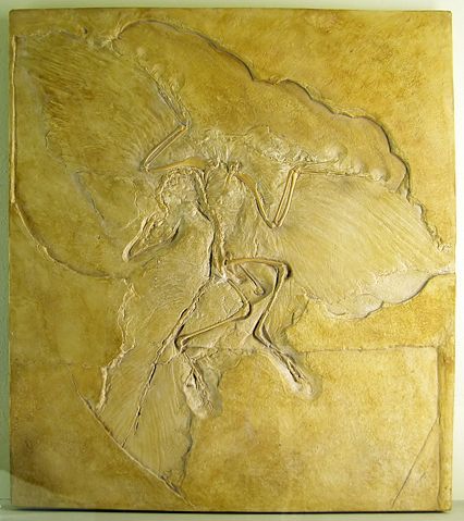 Image:Naturkundemuseum Berlin - Archaeopteryx - Eichst&auml;tt.jpg