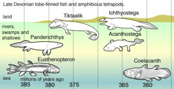 In Late Devonian vertebrate speciation, descendants of pelagic lobe-finned fish &ndash; like Eusthenopteron &ndash; exhibited a sequence of adaptations: Panderichthys, suited to muddy shallows; Tiktaalik with limb-like fins that could take it onto land; Early tetrapods in weed-filled swamps, such as:   Acanthostega which had feet with eight digits,   Ichthyostega with limbs. Descendants also included pelagic lobe-finned fish such as coelacanth species.