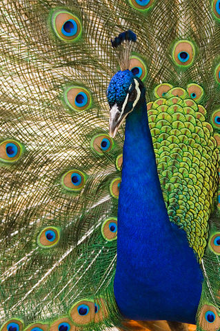 Image:Oregon zoo peacock male.jpg