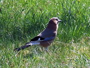 Eurasian Jay