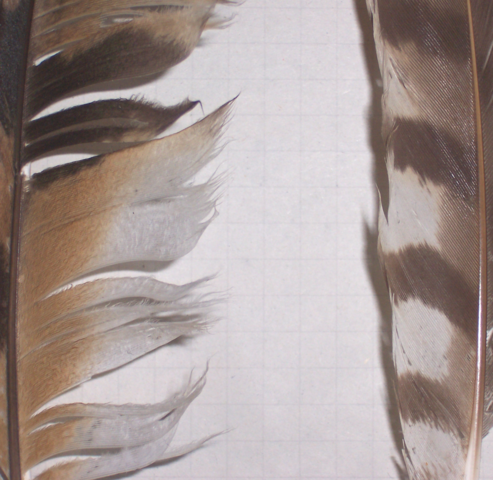Image:Feathers owl vs hawk.png