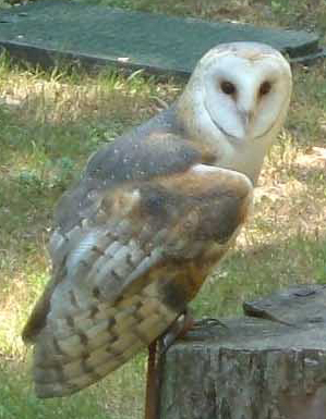 Image:Barn-owl (Racheeo).jpg
