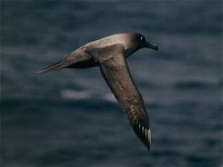 Light-mantled Sooty Albatrosses regularly dive in order to feed and can dive to below 12&nbsp;m.