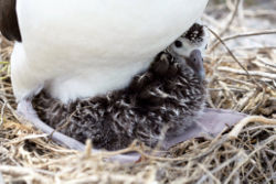 An albatross chick at Northwest Hawaiian Islands National Monument, Midway Atoll.