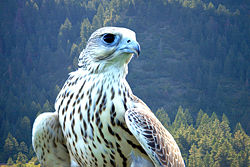 Yeti, a hybrid white gyrfalcon &times; saker falcon
