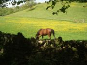 A horse in a field of buttercups in the Cotswolds