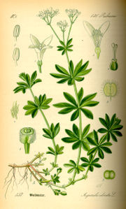 Woodruff &ndash; from Thom&eacute;, Flora von Deutschland, &Ouml;sterreich und der Schweiz 1885