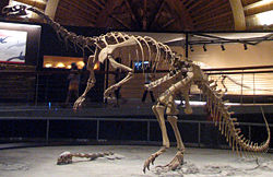 Plateosaurus at the Museo del Jur&aacute;sico de Asturias.