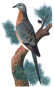The passenger pigeon, one of several species of extinct birds, was hunted to extinction over the course of a few decades.