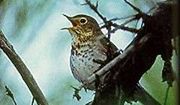 Swainson's Thrush