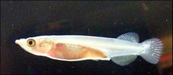 Young freshwater halfbeak, Nomorhamphus sp., aged 7 days, approximately 18 mm (0.71 in) in length. Captive bred specimen.