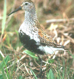 Image:Dunlin126.JPG