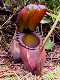 Large lower pitcher of Nepenthes rajah. Mount Kinabalu, Borneo.
