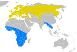 Yellow &ndash; breeding range Blue &ndash; wintering range