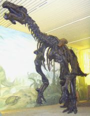 Mounted Iguanodon skeleton, &Uuml;berseemuseum, Bremen.